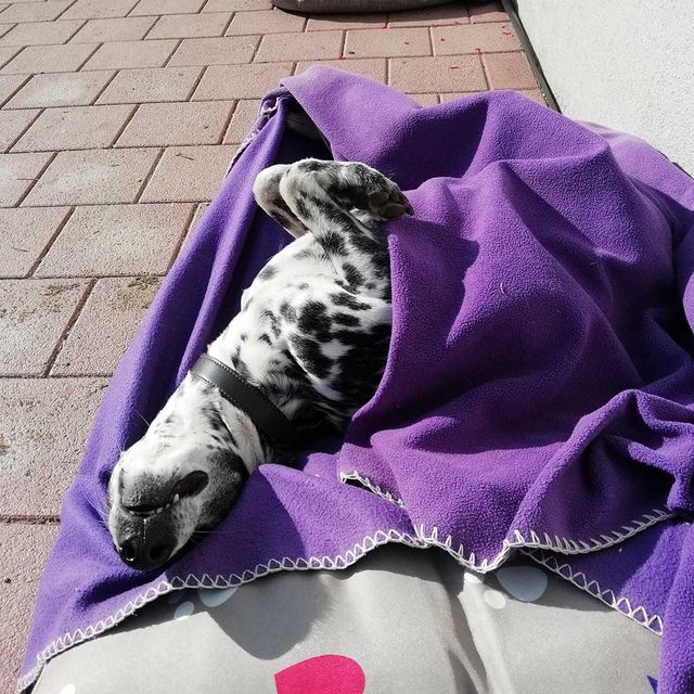 So leben unsere Tiere am Gratzihof mit viel Platz und frischer Luft.