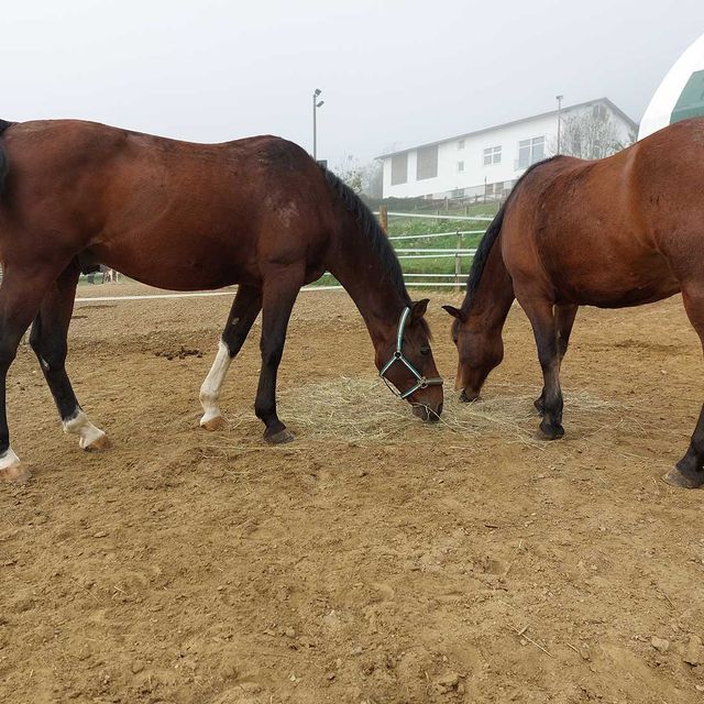 So leben unsere Tiere am Gratzihof mit viel Platz und frischer Luft.