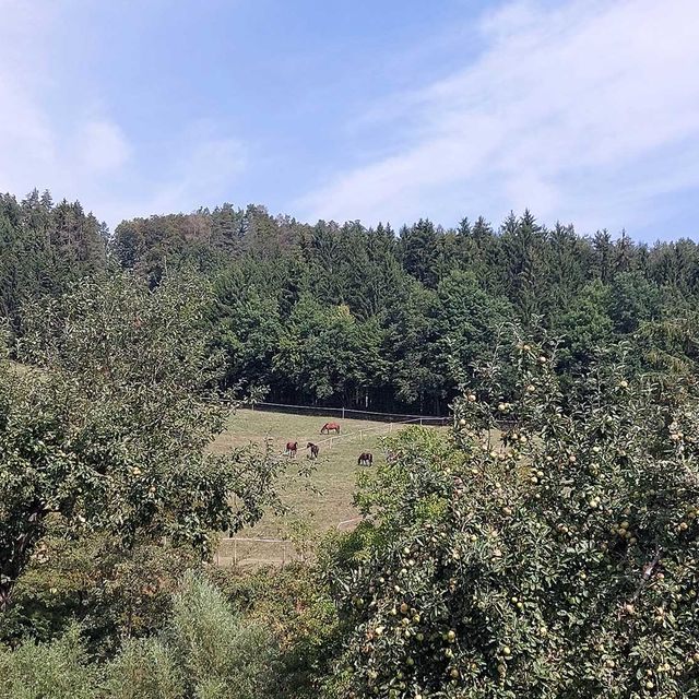 So leben unsere Tiere am Gratzihof mit viel Platz und frischer Luft.
