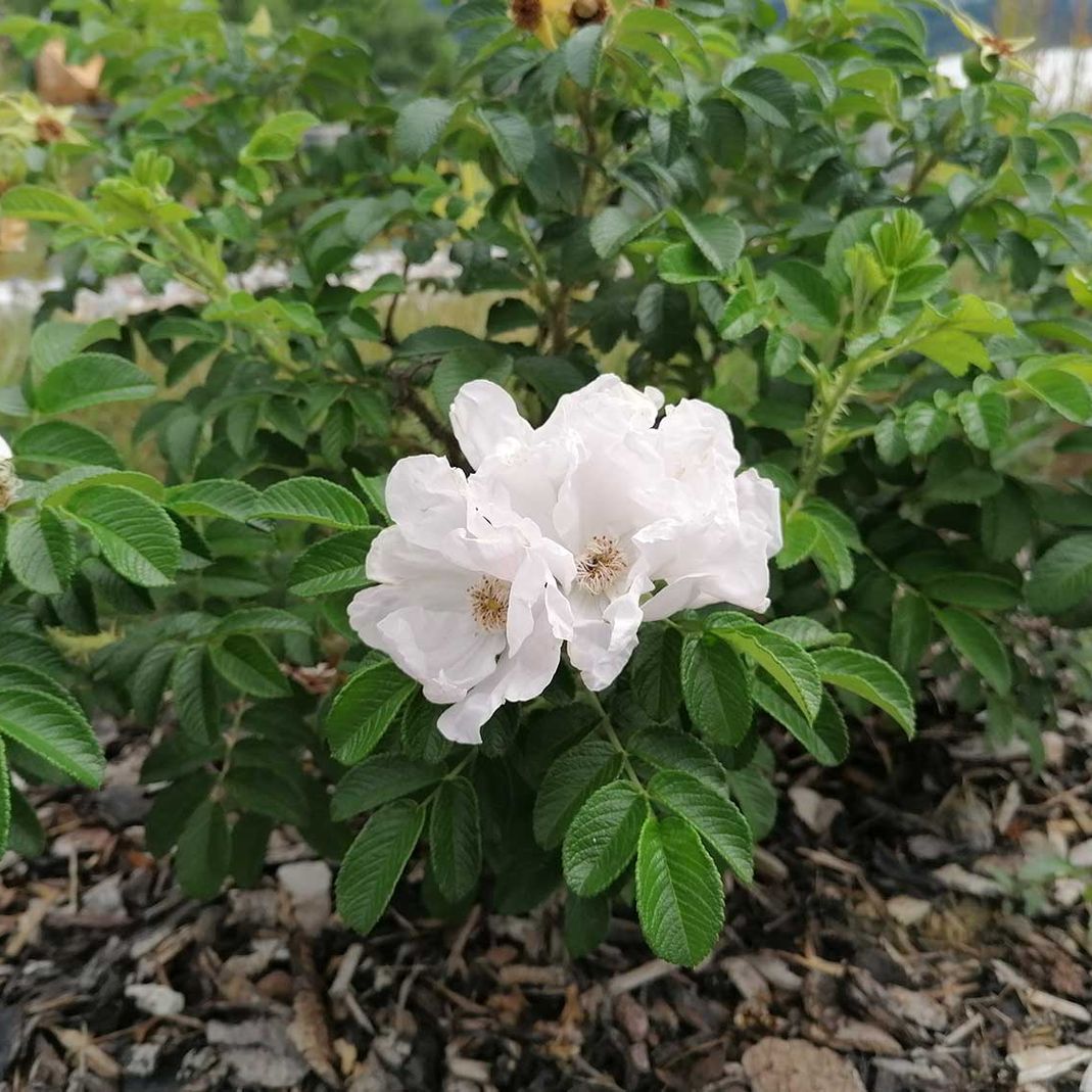 Weiße Rose