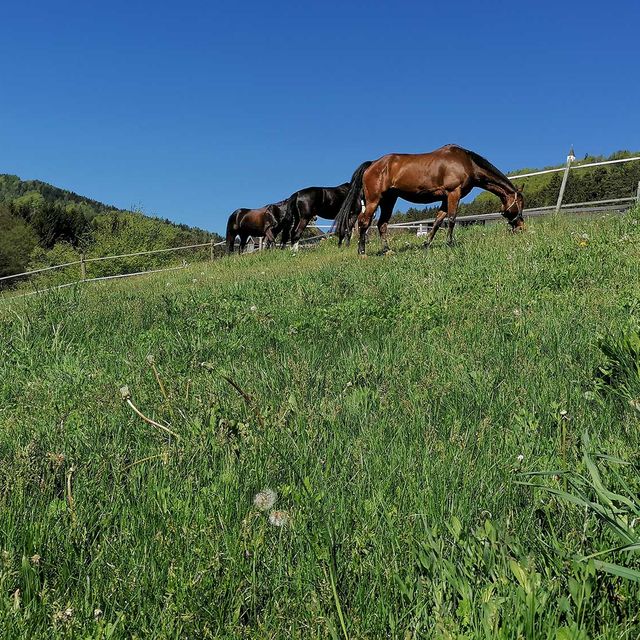 So leben unsere Tiere am Gratzihof mit viel Platz und frischer Luft.