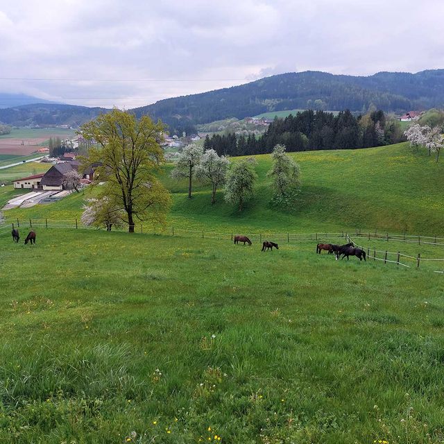 So leben unsere Tiere am Gratzihof mit viel Platz und frischer Luft.
