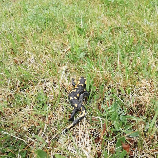 So leben unsere Tiere am Gratzihof mit viel Platz und frischer Luft.
