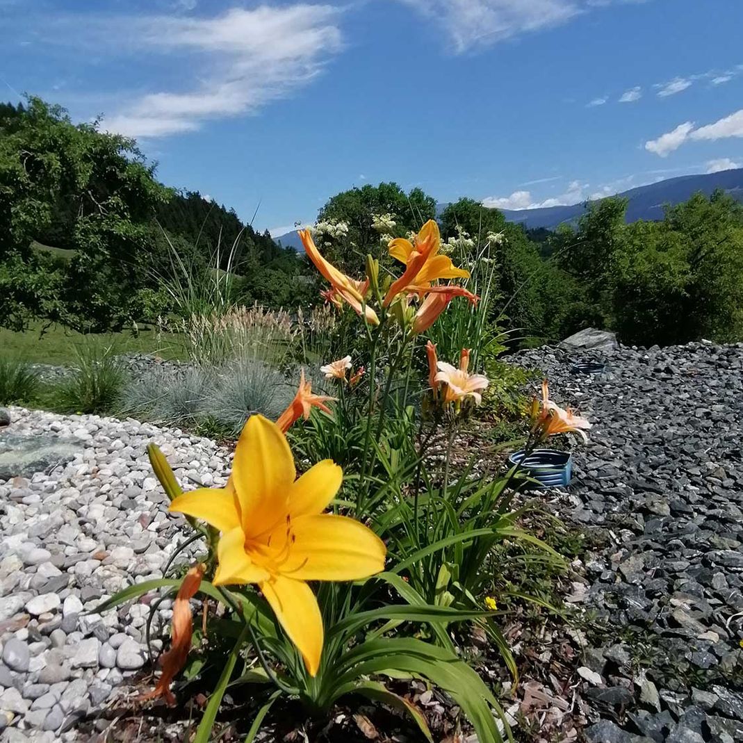 Gelbe Lilienpflanze 
