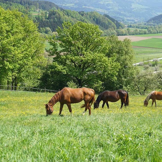 Stall Gratzi - Impressionen