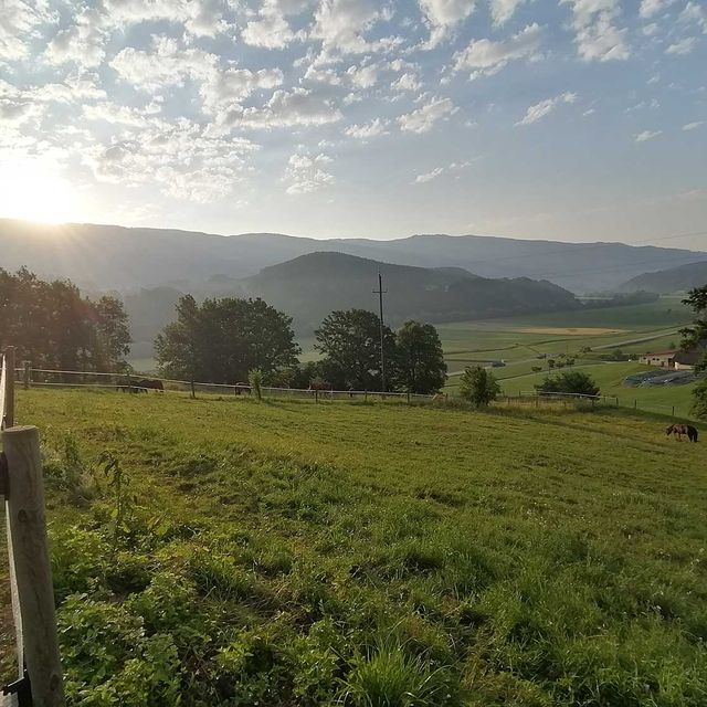 So leben unsere Tiere am Gratzihof mit viel Platz und frischer Luft.