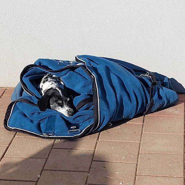 So leben unsere Tiere am Gratzihof mit viel Platz und frischer Luft.