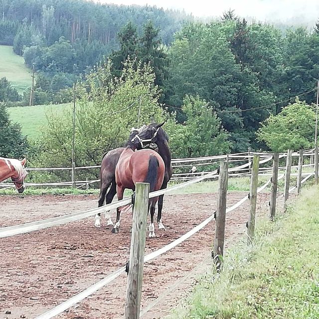 So leben unsere Tiere am Gratzihof mit viel Platz und frischer Luft.