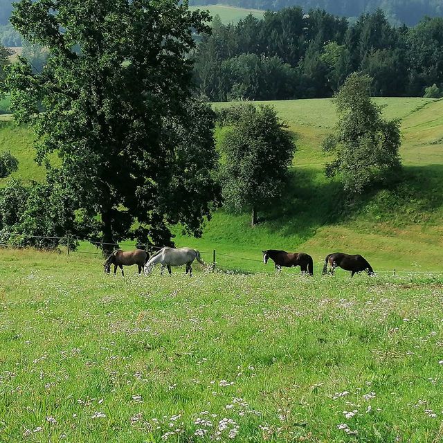 So leben unsere Tiere am Gratzihof mit viel Platz und frischer Luft.