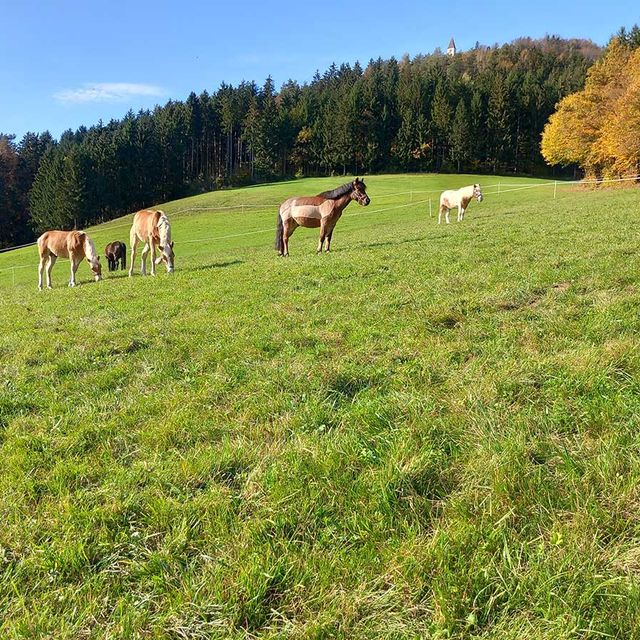 Stall Gratzi - Impressionen