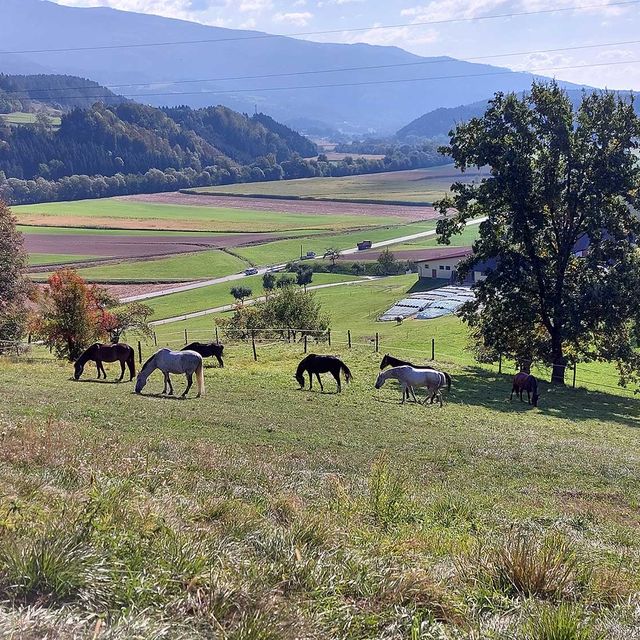 So leben unsere Tiere am Gratzihof mit viel Platz und frischer Luft.