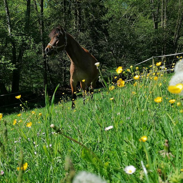 So leben unsere Tiere am Gratzihof mit viel Platz und frischer Luft.