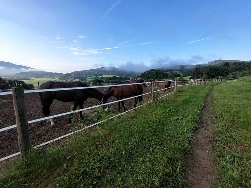 Täglicher Auslauf auf den Paddocks in Kleingruppen bietet den Pferden die Möglichkeit für freie Bewegung 