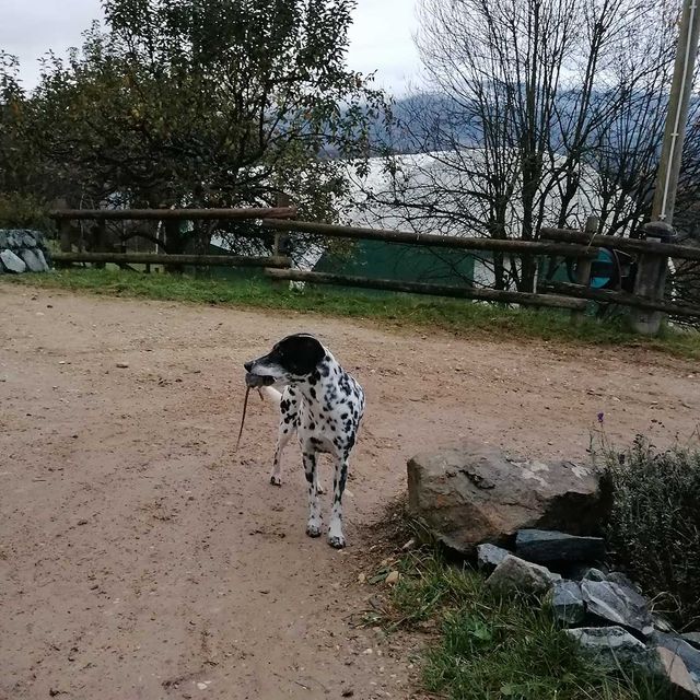 So leben unsere Tiere am Gratzihof mit viel Platz und frischer Luft.