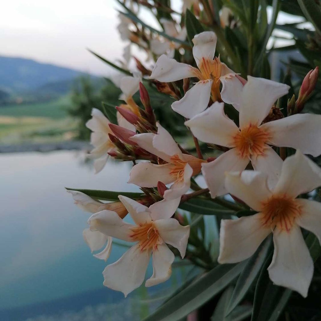 Weiße Oleanderblüten 