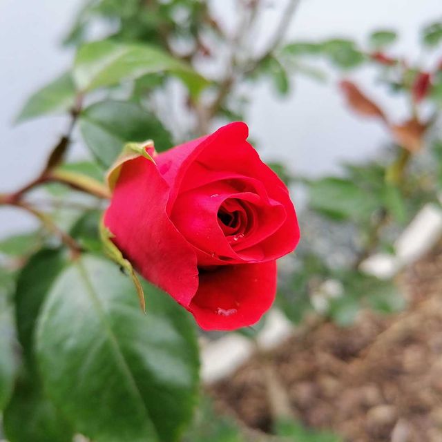 Rote Rose