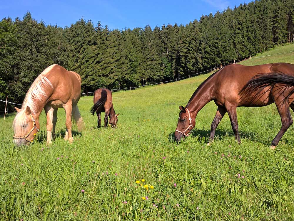 Sobald es Wetter und Witterung zulassen bieten die Weiden und Wiesen auf dem Gelände vom Gratzi Hof den Pferden die Möglichkeit, sich neben dem täglichen Training frei zu bewegen. 