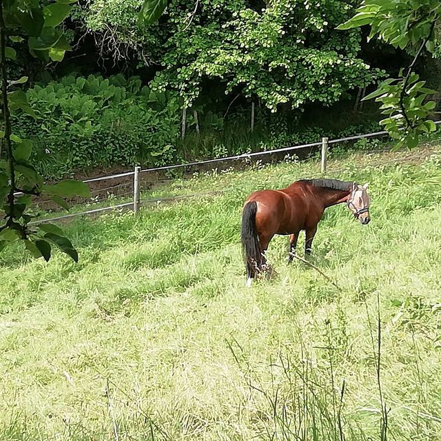 So leben unsere Tiere am Gratzihof mit viel Platz und frischer Luft.