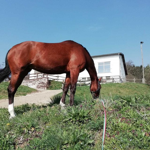 So leben unsere Tiere am Gratzihof mit viel Platz und frischer Luft.