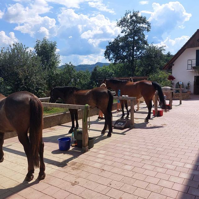 So leben unsere Tiere am Gratzihof mit viel Platz und frischer Luft.