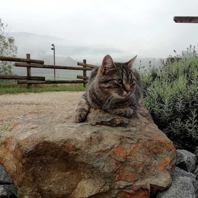 So leben unsere Tiere am Gratzihof mit viel Platz und frischer Luft.