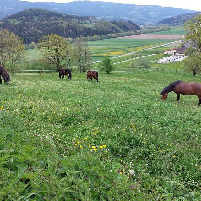 Stall Gratzi - Impressionen