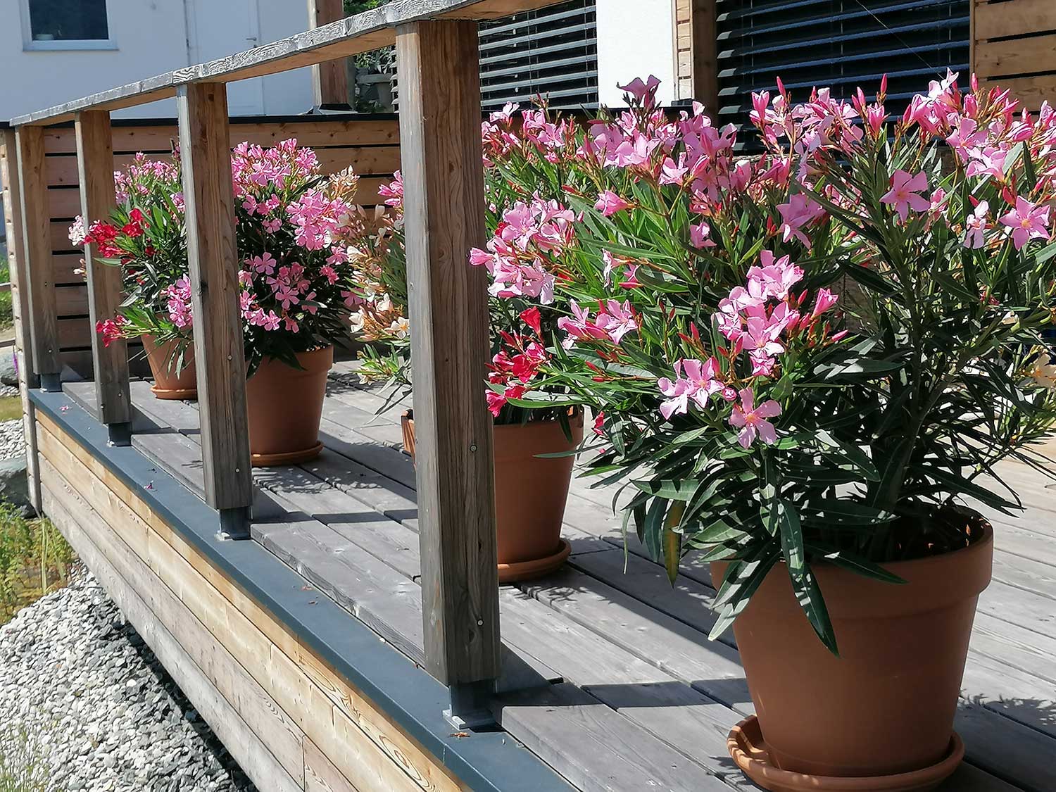 Terrasse mit Oleanderpflanzen 