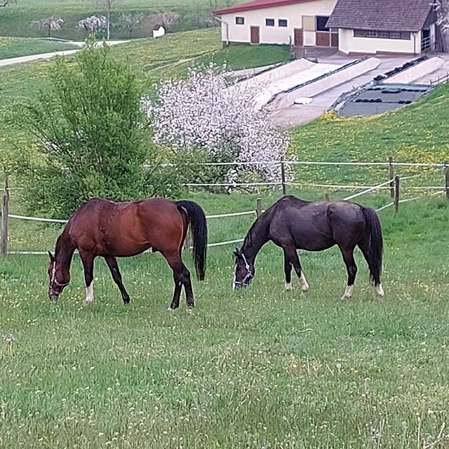 So leben unsere Tiere am Gratzihof mit viel Platz und frischer Luft.