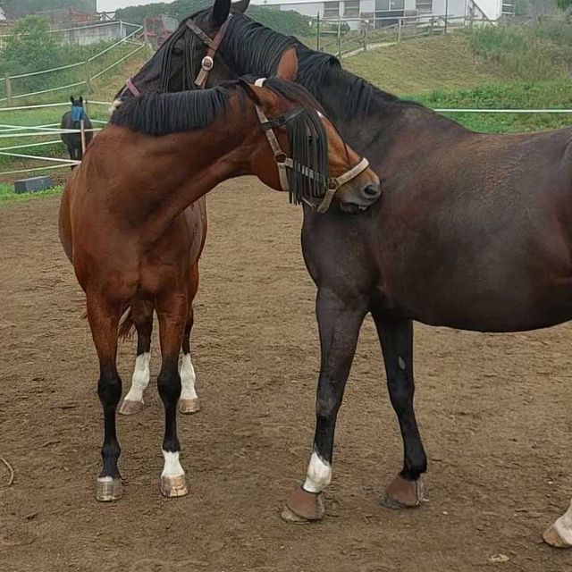 So leben unsere Tiere am Gratzihof mit viel Platz und frischer Luft.