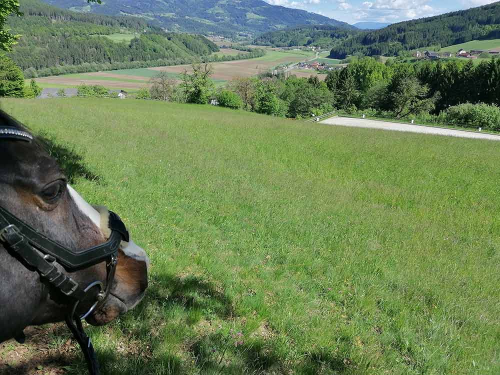 Gekennzeichnete Reitwege um den Josefs- und Johannesberg starten und enden auf unserem Anwesen. 