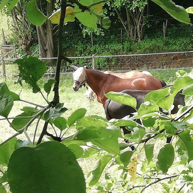 So leben unsere Tiere am Gratzihof mit viel Platz und frischer Luft.