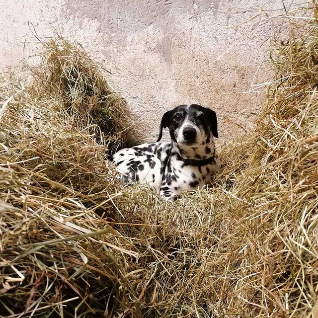 So leben unsere Tiere am Gratzihof mit viel Platz und frischer Luft.