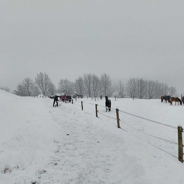 So leben unsere Tiere am Gratzihof mit viel Platz und frischer Luft.