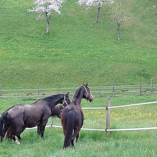 So leben unsere Tiere am Gratzihof mit viel Platz und frischer Luft.